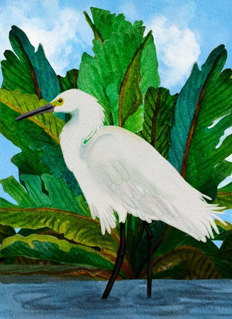 Willow the Great Egret