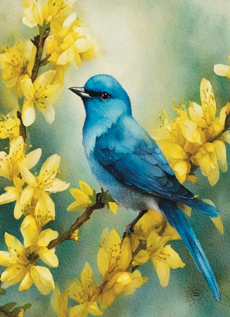 Mountain Bluebird on Forsythias