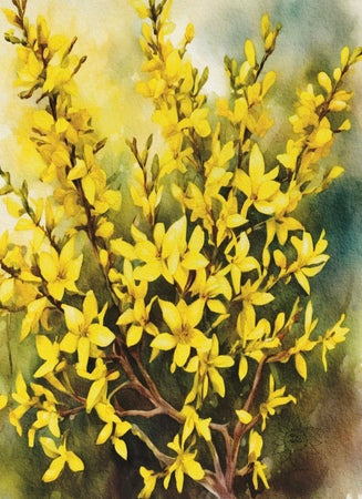 Golden Forsythias Bush
