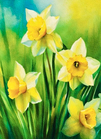 Daffodils