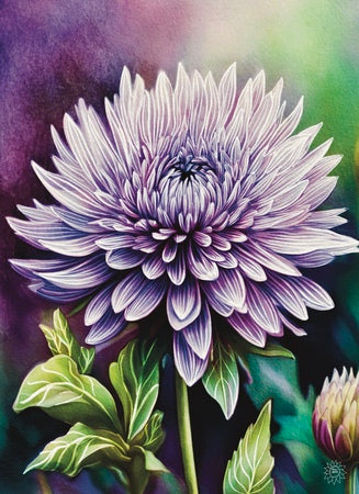 Dahlia