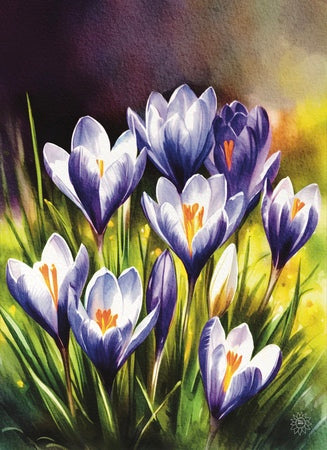 Purple Crocuses