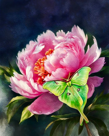 Peony with Luna Moth – Canvas Art Prints