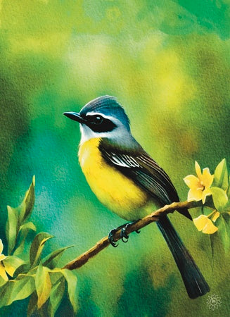 Mexican Social Flycatcher