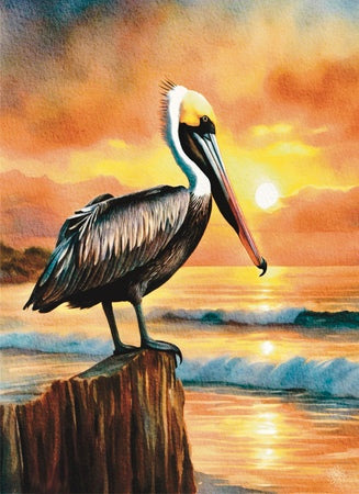 Brown Pelican in Mexico