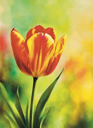 Red and Yellow Tulip – Canvas Art Prints