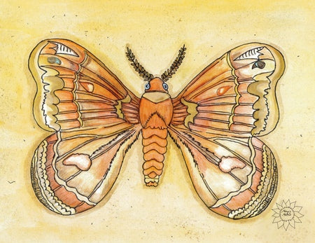 Molly Moth